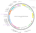 AAV-L7-Cre AAV Vector – Transcriptional regulator / recombinase – Constitutive – L7 promoter – for Genetic driver / recombination – BHV12400201