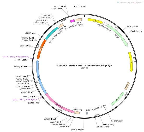 AAV-L7-Cre AAV Vector – Transcriptional regulator / recombinase – Constitutive – L7 promoter – for Genetic driver / recombination – BHV12400201