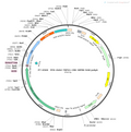 AAV-TRPV1-Cre AAV Vector – Transcriptional regulator / recombinase – Constitutive – TRPV1 promoter – for Genetic driver / recombination – BHV12400202
