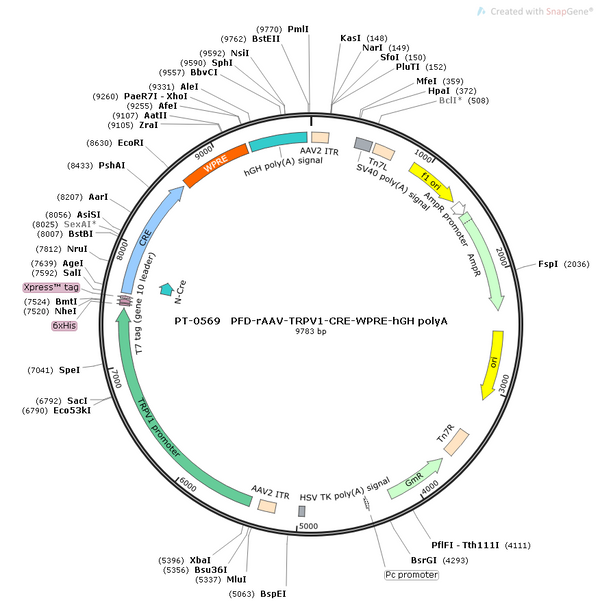 AAV-TRPV1-Cre AAV Vector – Transcriptional regulator / recombinase – Constitutive – TRPV1 promoter – for Genetic driver / recombination – BHV12400202