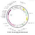 AAV-GFAP-Cre AAV Vector – Transcriptional regulator / recombinase – Constitutive – GFAP promoter – for Genetic driver / recombination – BHV12400203