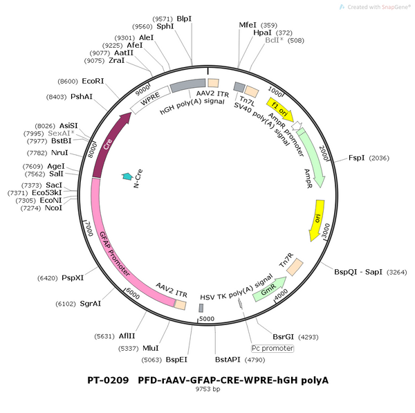 AAV-GFAP-Cre AAV Vector – Transcriptional regulator / recombinase – Constitutive – GFAP promoter – for Genetic driver / recombination – BHV12400203