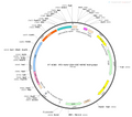 AAV-CRH-Cre AAV Vector – Transcriptional regulator / recombinase – Constitutive – CRH promoter – for Genetic driver / recombination – BHV12400206