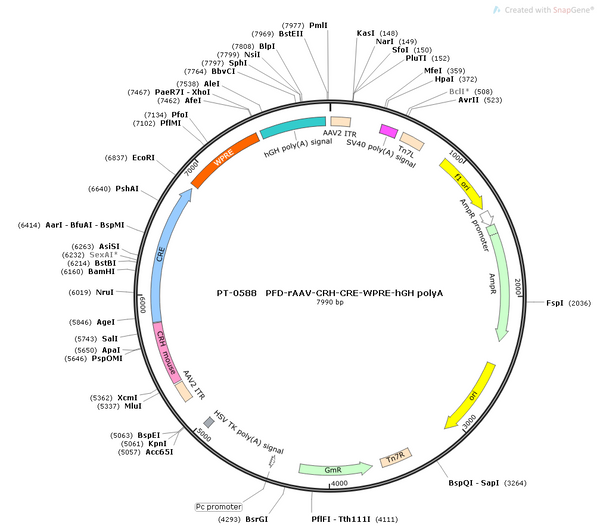 AAV-CRH-Cre AAV Vector – Transcriptional regulator / recombinase – Constitutive – CRH promoter – for Genetic driver / recombination – BHV12400206