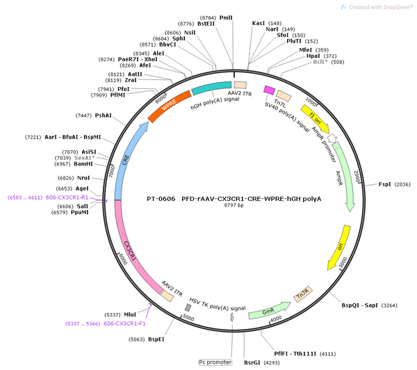 AAV-CX3CR1-Cre AAV Vector – Transcriptional regulator / recombinase – Constitutive – CX3CR1 promoter – for Genetic driver / recombination – BHV12400207