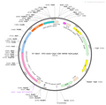 AAV-ChAT-Cre AAV Vector – Transcriptional regulator / recombinase – Constitutive – ChAT promoter – for Genetic driver / recombination – BHV12400208