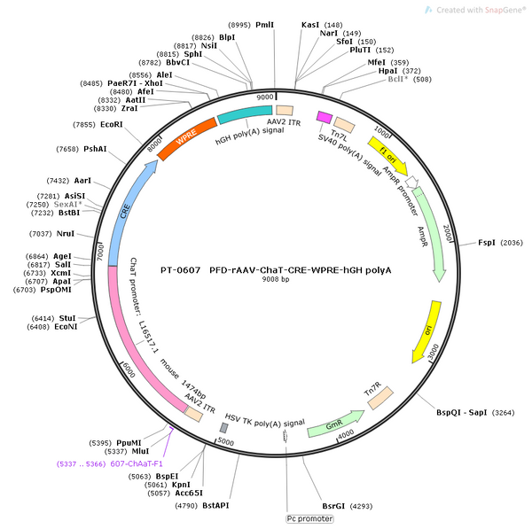 AAV-ChAT-Cre AAV Vector – Transcriptional regulator / recombinase – Constitutive – ChAT promoter – for Genetic driver / recombination – BHV12400208