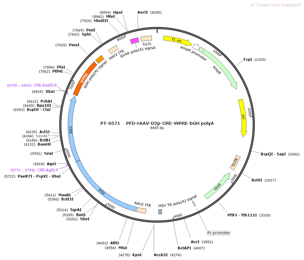 AAV-D2(ENK)-Cre AAV Vector – Transcriptional regulator / recombinase – Constitutive – D2(ENK) promoter – for Genetic driver / recombination – BHV12400211