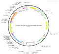 AAV-D1-fDIO-Cre-mCherry AAV Vector – Fluorescent reporter – Constitutive – D1 promoter – mCherry reporter – for Cell labeling / tracing – BHV12400212