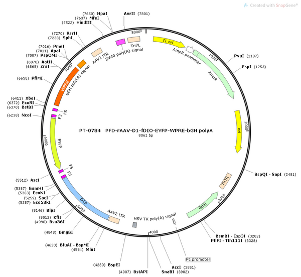 AAV-D1-fDIO-Cre-mCherry AAV Vector – Fluorescent reporter – Constitutive – D1 promoter – mCherry reporter – for Cell labeling / tracing – BHV12400212