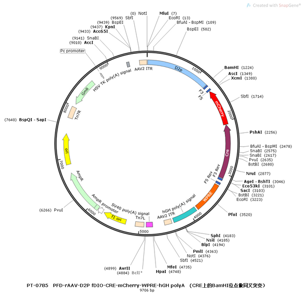 AAV-D2-fDIO-Cre-mCherry AAV Vector – Fluorescent reporter – Constitutive – D2 promoter – mCherry reporter – for Cell labeling / tracing – BHV12400213