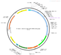 AAV-D1-Cre-EGFP AAV Vector – Fluorescent reporter – Constitutive – D1 promoter – EGFP reporter – for Cell labeling / tracing – BHV12400214