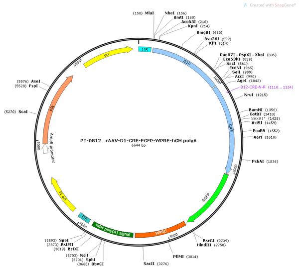 AAV-D1-Cre-EGFP AAV Vector – Fluorescent reporter – Constitutive – D1 promoter – EGFP reporter – for Cell labeling / tracing – BHV12400214