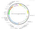 AAV-D2-Cre-EGFP AAV Vector – Fluorescent reporter – Constitutive – D2 promoter – EGFP reporter – for Cell labeling / tracing – BHV12400215