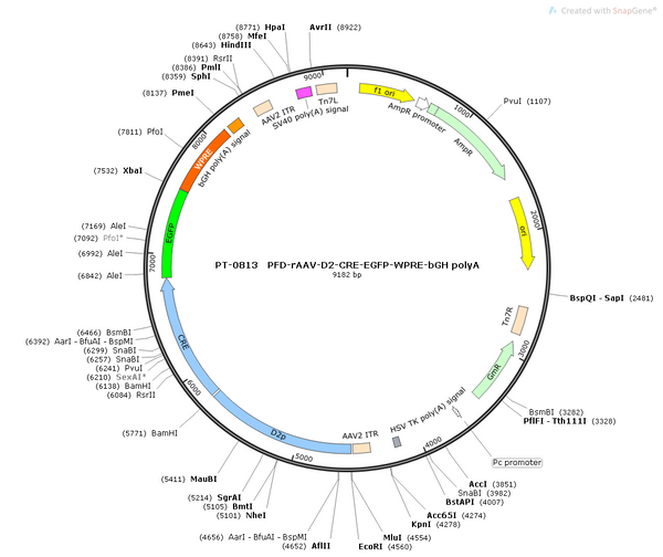 AAV-D2-Cre-EGFP AAV Vector – Fluorescent reporter – Constitutive – D2 promoter – EGFP reporter – for Cell labeling / tracing – BHV12400215