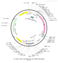AAV-TRE tight-DIO-Flp AAV Vector – Transcriptional regulator / recombinase – Tet-regulated – TRE tight promoter – for Genetic driver / recombination – BHV12400217