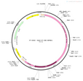 AAV-Oxytocin-Cre AAV Vector – Transcriptional regulator / recombinase – Constitutive – Oxytocin promoter – for Genetic driver / recombination – BHV12400220