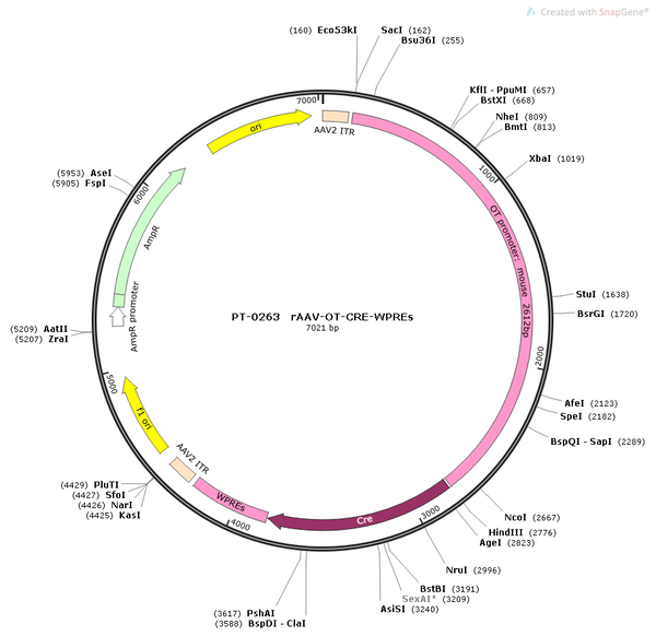 AAV-Oxytocin-Cre AAV Vector – Transcriptional regulator / recombinase – Constitutive – Oxytocin promoter – for Genetic driver / recombination – BHV12400220