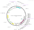 AAV-PV-Cre AAV Vector – Transcriptional regulator / recombinase – Constitutive – PV promoter – for Genetic driver / recombination – BHV12400221