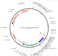 AAV-fSST-Cre AAV Vector – Transcriptional regulator / recombinase – Constitutive – fSST promoter – for Genetic driver / recombination – BHV12400222