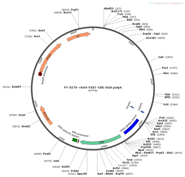 AAV-fSST-Cre AAV Vector – Transcriptional regulator / recombinase – Constitutive – fSST promoter – for Genetic driver / recombination – BHV12400222