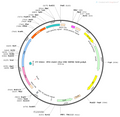 AAV-c-Cre AAV Vector – Transcriptional regulator / recombinase – Constitutive – c-Fos promoter – for Genetic driver / recombination – BHV12400224