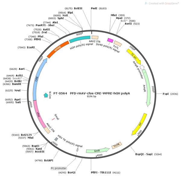 AAV-c-Cre AAV Vector – Transcriptional regulator / recombinase – Constitutive – c-Fos promoter – for Genetic driver / recombination – BHV12400224