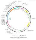 AAV-E-Cre AAV Vector – Transcriptional regulator / recombinase – Constitutive – E-SARE promoter – for Genetic driver / recombination – BHV12400225