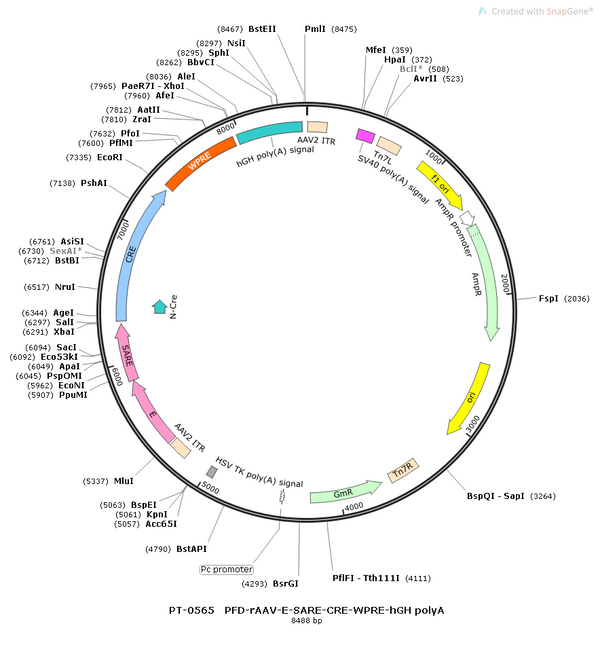AAV-E-Cre AAV Vector – Transcriptional regulator / recombinase – Constitutive – E-SARE promoter – for Genetic driver / recombination – BHV12400225