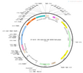 AAV-RK-Cre AAV Vector – Transcriptional regulator / recombinase – Constitutive – RK promoter – for Genetic driver / recombination – BHV12400226