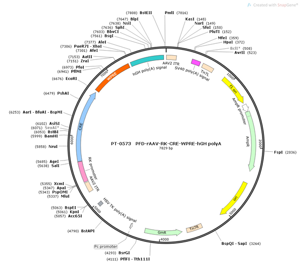 AAV-RK-Cre AAV Vector – Transcriptional regulator / recombinase – Constitutive – RK promoter – for Genetic driver / recombination – BHV12400226