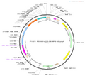 AAV-CAR-Cre AAV Vector – Transcriptional regulator / recombinase – Constitutive – CAR promoter – for Genetic driver / recombination – BHV12400227