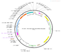 AAV-Grm6-Cre AAV Vector – Transcriptional regulator / recombinase – Constitutive – Grm6 promoter – for Genetic driver / recombination – BHV12400228