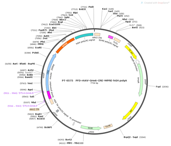 AAV-Grm6-Cre AAV Vector – Transcriptional regulator / recombinase – Constitutive – Grm6 promoter – for Genetic driver / recombination – BHV12400228