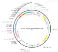 AAV-TBG-Cre AAV Vector – Transcriptional regulator / recombinase – Constitutive – TBG promoter – for Genetic driver / recombination – BHV12400229