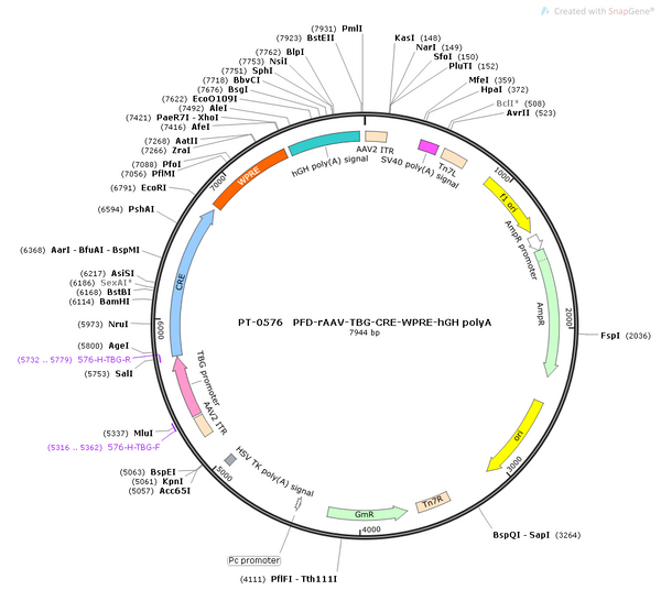 AAV-TBG-Cre AAV Vector – Transcriptional regulator / recombinase – Constitutive – TBG promoter – for Genetic driver / recombination – BHV12400229