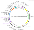 AAV-CS-CRM4 AAV Vector – Transcriptional regulator / recombinase – Constitutive – CS promoter – for Genetic driver / recombination – BHV12400230