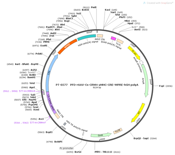 AAV-CS-CRM4 AAV Vector – Transcriptional regulator / recombinase – Constitutive – CS promoter – for Genetic driver / recombination – BHV12400230