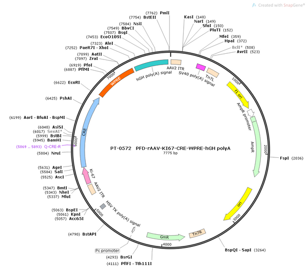 AAV-KI67-Cre AAV Vector – Transcriptional regulator / recombinase – Constitutive – KI67 promoter – for Genetic driver / recombination – BHV12400232