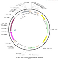 AAV-hCD68-Cre AAV Vector – Transcriptional regulator / recombinase – Constitutive – hCD68 promoter – for Genetic driver / recombination – BHV12400233