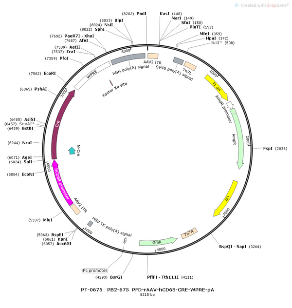 AAV-hCD68-Cre AAV Vector – Transcriptional regulator / recombinase – Constitutive – hCD68 promoter – for Genetic driver / recombination – BHV12400233