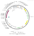 AAV-mCD68-Cre AAV Vector – Transcriptional regulator / recombinase – Constitutive – mCD68 promoter – for Genetic driver / recombination – BHV12400234