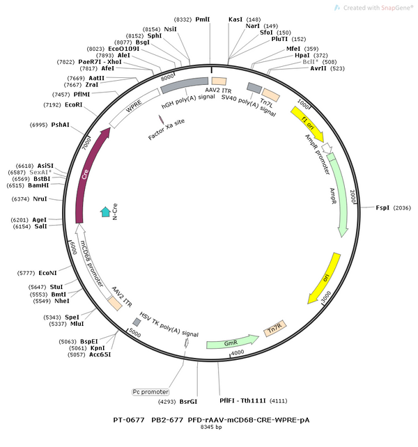 AAV-mCD68-Cre AAV Vector – Transcriptional regulator / recombinase – Constitutive – mCD68 promoter – for Genetic driver / recombination – BHV12400234