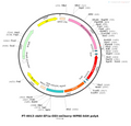 AAV-EF1α-DIO-mCherry AAV Vector – Fluorescent reporter – Cre-dependent – EF1α promoter – mCherry reporter – for Cell labeling / tracing – BHV12400236