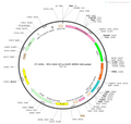 AAV-EF1α-EGFP AAV Vector – Fluorescent reporter – Constitutive – EF1α promoter – EGFP reporter – for Cell labeling / tracing – BHV12400237