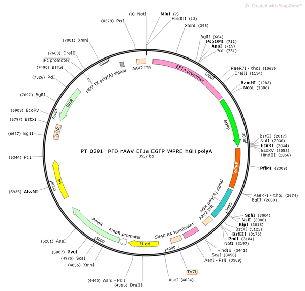 AAV-EF1α-EGFP AAV Vector – Fluorescent reporter – Constitutive – EF1α promoter – EGFP reporter – for Cell labeling / tracing – BHV12400237