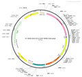 AAV-EF1α-EYFP AAV Vector – Fluorescent reporter – Constitutive – EF1α promoter – EYFP reporter – for Cell labeling / tracing – BHV12400238
