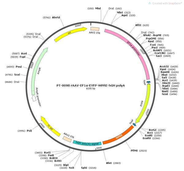 AAV-EF1α-EYFP AAV Vector – Fluorescent reporter – Constitutive – EF1α promoter – EYFP reporter – for Cell labeling / tracing – BHV12400238