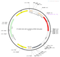 AAV-nEF1a-mCherry AAV Vector – Norepinephrine sensor – Constitutive – nEF1a promoter – mCherry reporter – for Norepinephrine imaging – BHV12400239