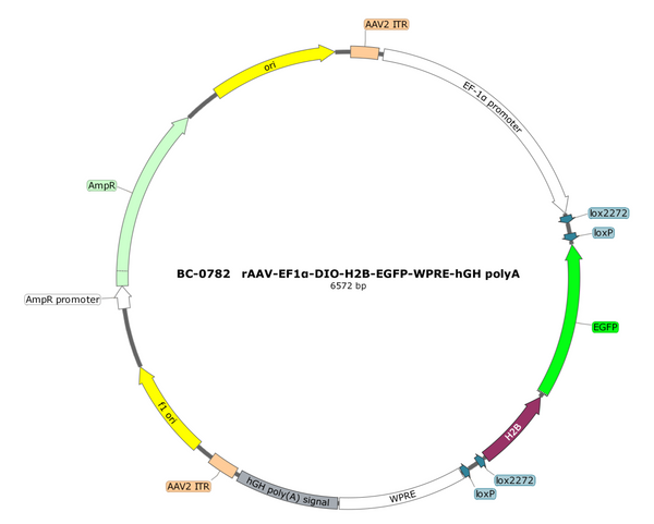 AAV-EF1α-DIO-H2B-EGFP AAV Vector – Fluorescent reporter – Cre-dependent – EF1α promoter – EGFP reporter – for Cell labeling / tracing – BHV12400240